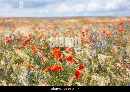 Poppies and cornflowers blooming in summer meadow Stock Photo