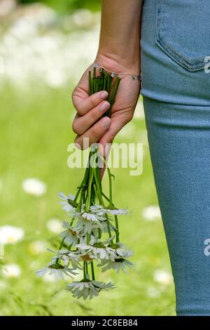 Close-up of young woman's hand holding oxeye daisies in park Stock Photo