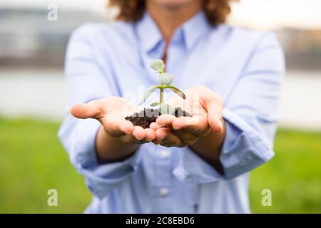 Close-up of female entrepreneur holding sapling Stock Photo