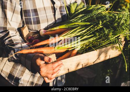 Adult hands holding wooden box of fresh vegetable from farm Stock Photo