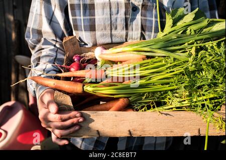 Adult hands holding wooden box of fresh vegetable from farm Stock Photo