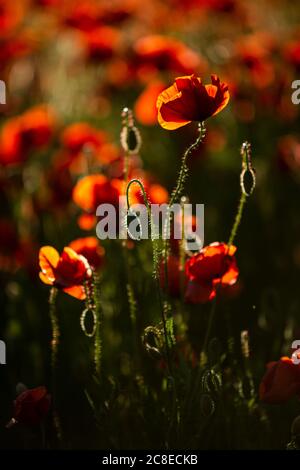 poppies on field in sunset Stock Photo - Alamy