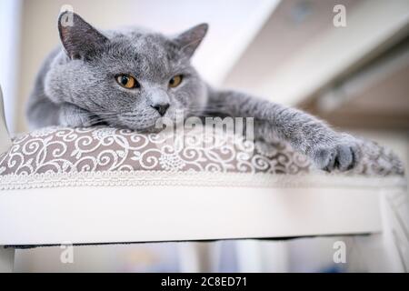 British Shorthair cat lying on chair at home Stock Photo