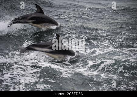 Two dusky dolphins (Lagenorhynchus obscurus) breaching in Beagle Channel Stock Photo