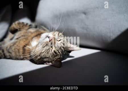 tabby cat lying on back sunbathing on sofa Stock Photo
