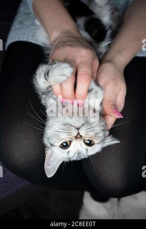 upside down view of a silver tabby british shorthair kitten lyin on woman's lap getting stroked Stock Photo