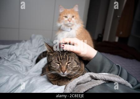 tabby cat getting stroked on bed by pet owner. another cat is watching envious Stock Photo