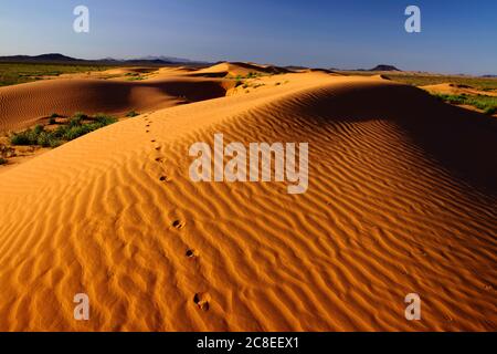 Cabeza Prieta National Wildlife Refuge  AZ / FEB  Assorted wildlife tracks cross the wind rippled Pinta Dunes warmed by the early morning light. Stock Photo