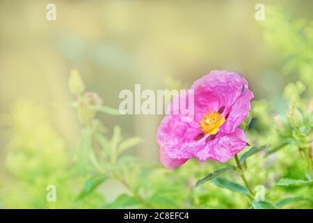 Bright shining pink dipladenia or mandevilla flower on a bright green background Stock Photo