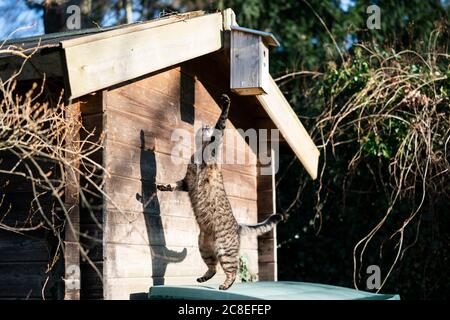 playful hunting tabby cat jumping up trying to catch something outdoors on a sunny day next to birdhouse Stock Photo