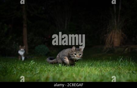 tabby domestic shorthair cat on the prowl outdoors at night. Another cat in the background is watching. Stock Photo