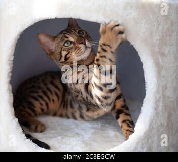 young bengal cat lying in cat cave of a scratching post looking up playing Stock Photo