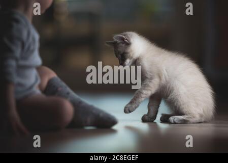 british shorthait kitten playing with baby Stock Photo