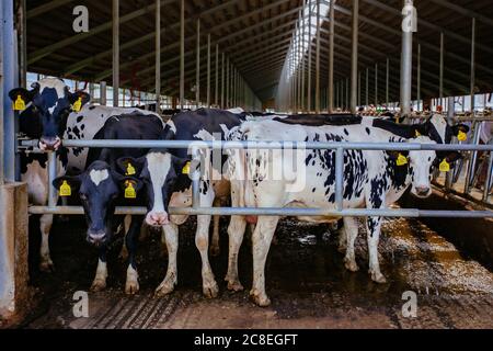 Diary cows in modern free livestock stall Stock Photo