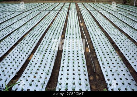 Onion farming, Bali, Indonesia Stock Photo - Alamy