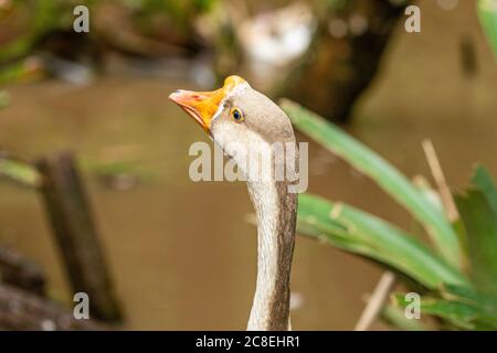 Closeup on goose on farm. Stock Photo