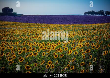 Huge sunflower fields in the Provence France Stock Photo