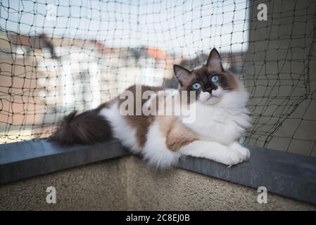 ragdoll cat lying on balcony corner egde in front of cat safety net Stock Photo