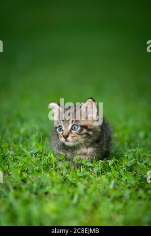Cute baby tabby kitten in the grass on a summer day Stock Photo - Alamy