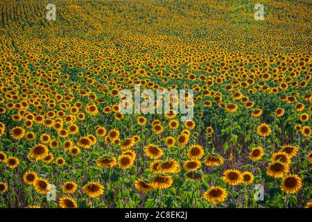 Huge sunflower fields in the Provence France Stock Photo