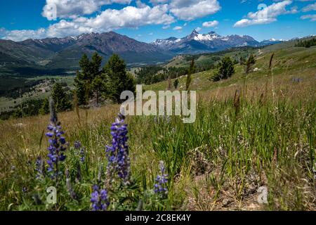 Beautiful Clarks Fork Overlook along the Beartooth Highway in Wyoming and Montana. Lupine in foreground