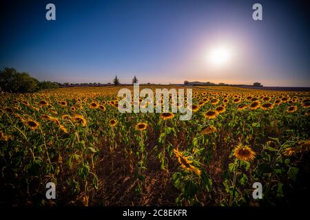 The sunflower fields in the Provence France Stock Photo