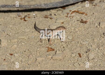 Plateau Side-blotched Lizard (Uta stansburiana uniformis) from Garfield County, Colorado, USA. Stock Photo