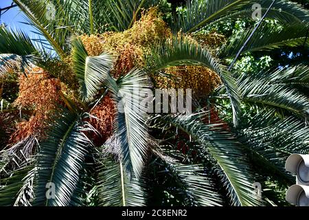 Palm date close-up crown branches, foliage and fruit. Stock Photo