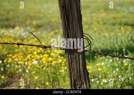 Old fence post with barbed wire Stock Photo