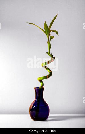 Lucky spiral bamboo in a purple vase Stock Photo