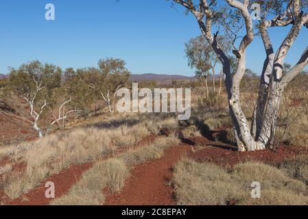 Aerial view of panorama in Pilbara, Western Australia, with green outback landscape, white gum trees, mountains, sunny blue sky as background.