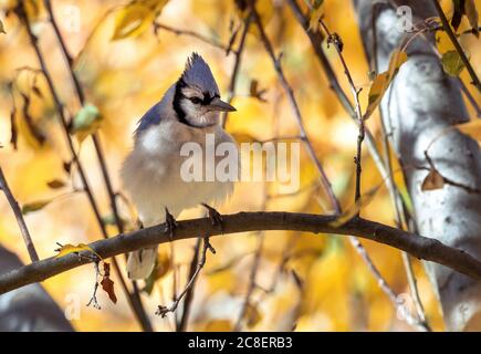 A Blue Jay ruffling its feathers while perched on a branch late in the Fall Season. Stock Photo