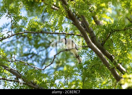 A Blue Jay viewed from below in perched high on a branch within a large Honey Locust Tree in the Summer. Stock Photo