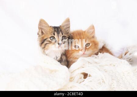 Two small kittens on white knitted scarf. Two cats cuddling and hugging. Domestic animal. Stock Photo