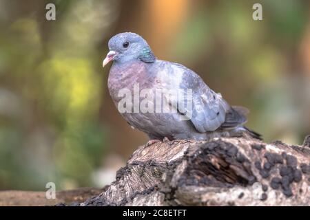 Stock dove (Columba oenas) perched on log on forest background Stock Photo