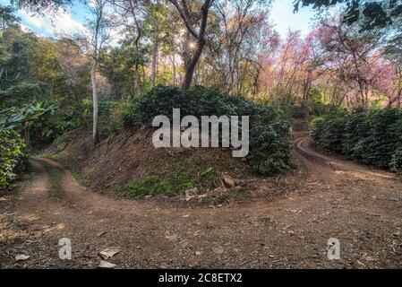 The scenery of the curved path at Doi Chang that plenty of pink cherry blossom and coffee plantation in Chiang Rai, Thailand. Stock Photo