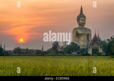 The scenery of the huge golden Buddha statue of Wat Muang temple at sunset time with a golden rice field foreground in Ayutthaya province, Thailand. Stock Photo