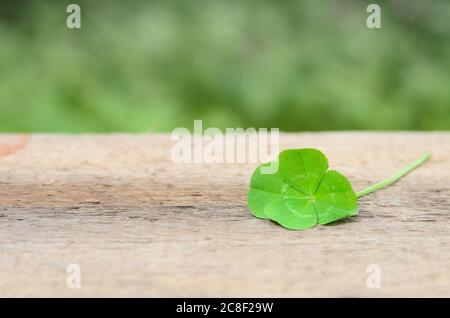 Four-leaf clover bringing good luck on a rough wooden surface. Selective focus. Stock Photo