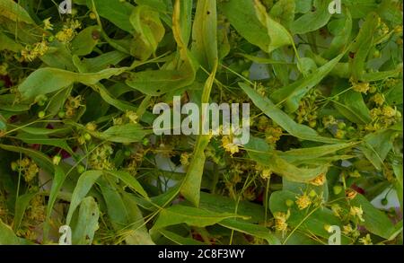 Linden flowers Tilia platyphyllos are dried for herbal tea. Close-up view from the top. Stock Photo