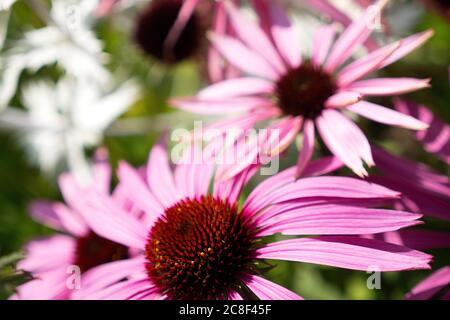 Echinacea Purpurea in flower Stock Photo