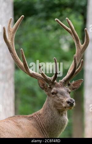 a red deer stag with his antlers in velvet early july