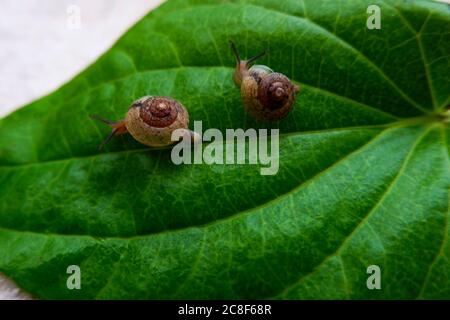 a closeup shot of two snails isolated on green betel leaf Stock Photo