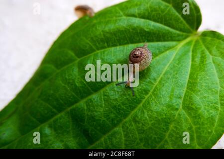 a cute little snail isolated on green betel leaf Stock Photo