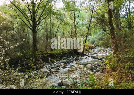 Safety Camp Creek - a small tributary river flows through thick bush on West Coast of New Zealand Stock Photo