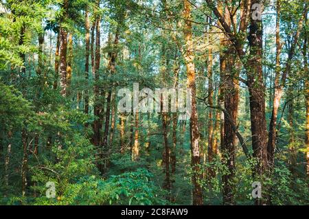 Morning light pierces a dense beech forest on the West Coast of the South Island, New Zealand