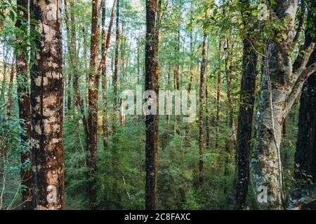 Morning light pierces a dense beech forest on the West Coast of the South Island, New Zealand