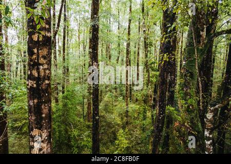 Dense beech forest on the West Coast of the South Island, New Zealand Stock Photo