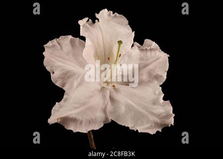 Hybrid Rhododendron (Rhododendron x hybridum, cv. 'Oxydon'). Flower Closeup Stock Photo
