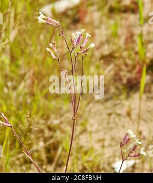 Silene vulgaris, bladder campion,  plant species of the genus Silene of the family Caryophyllaceae. It is native to Europe Stock Photo