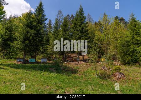Ancient forest hives for harvesting wild honey against the background of the forest in the morning in Ukraine Stock Photo